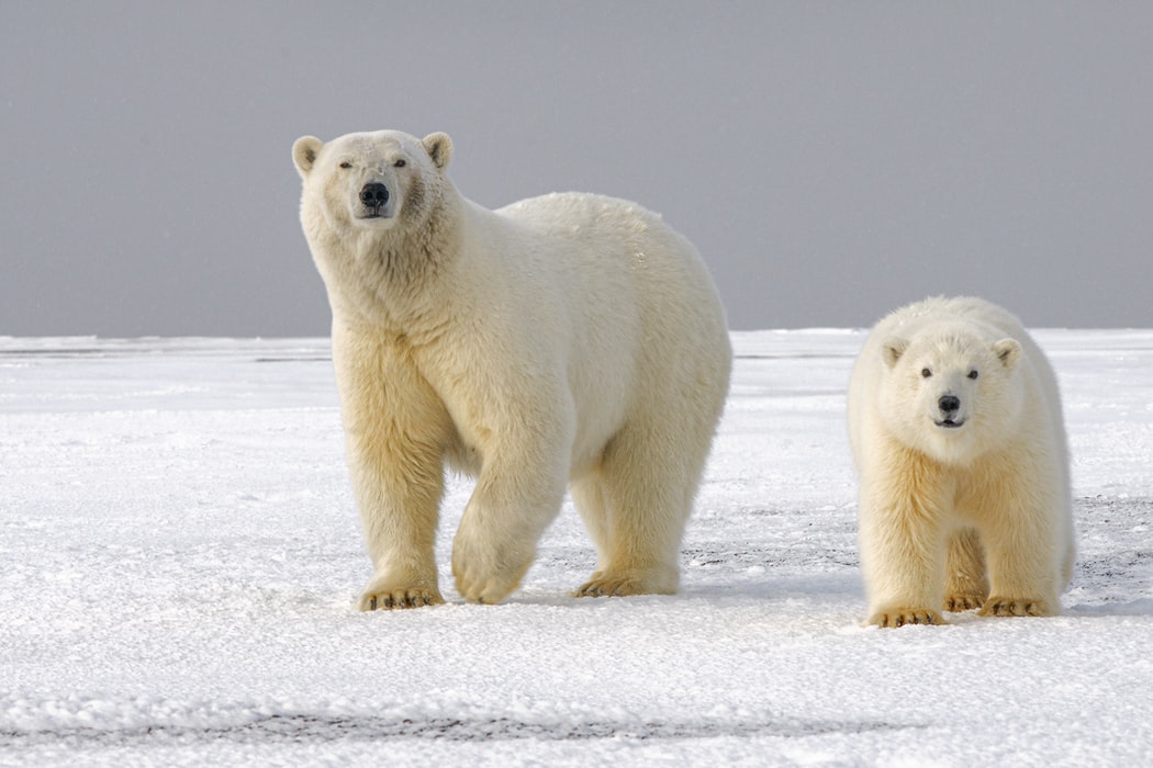 Ursos polares (Ursus maritimus), mãmae e filhote caminham pelo terreno congelado