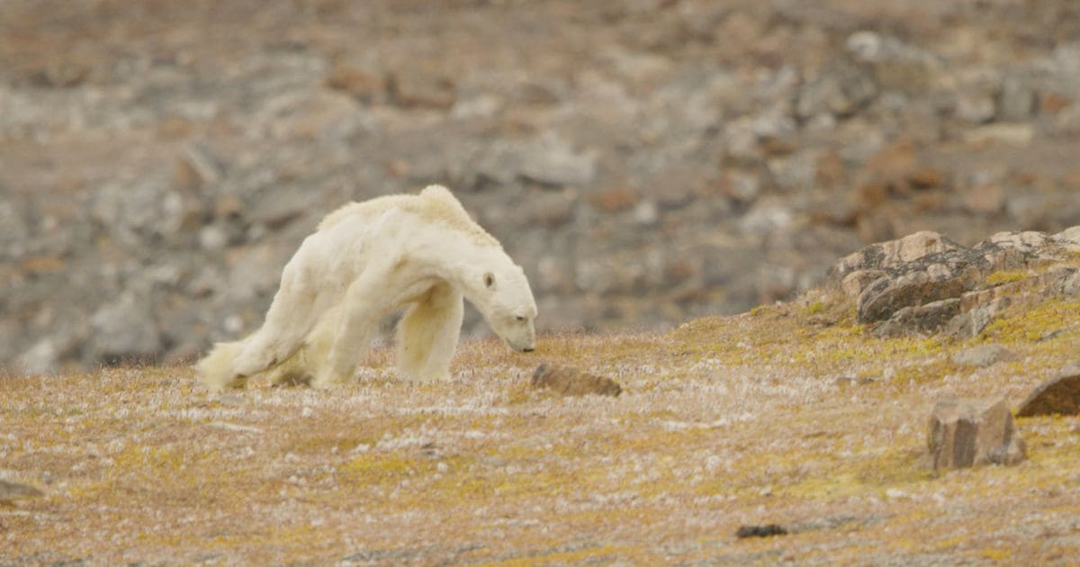 Urso polare (Ursus maritimus), desnutrido caminhando em busca de comida